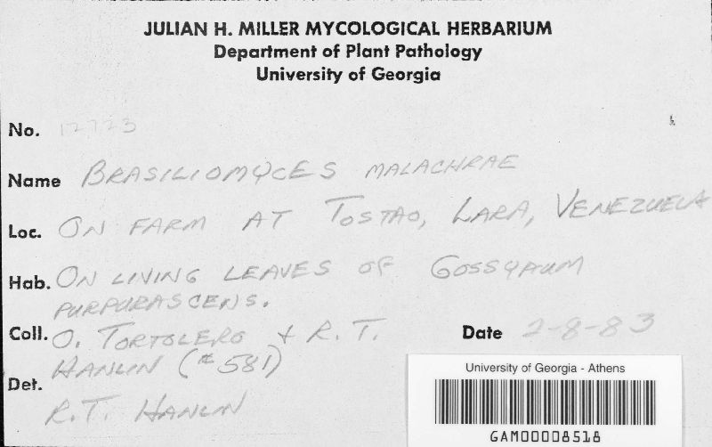 Brasiliomyces malachrae image