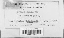 Blumeria graminis image