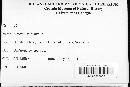 Blumeria graminis image