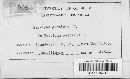 Blumeria graminis image