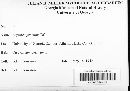 Blumeria graminis image