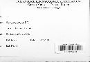 Erysiphe polygoni image