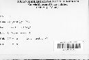 Erysiphe polygoni image