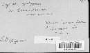 Erysiphe polygoni image