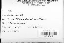 Erysiphe polygoni image
