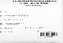Erysiphe penicillata image
