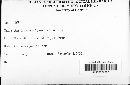 Microsphaera diffusa image