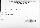 Microsphaera divaricata image