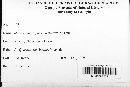 Microsphaera quercina image