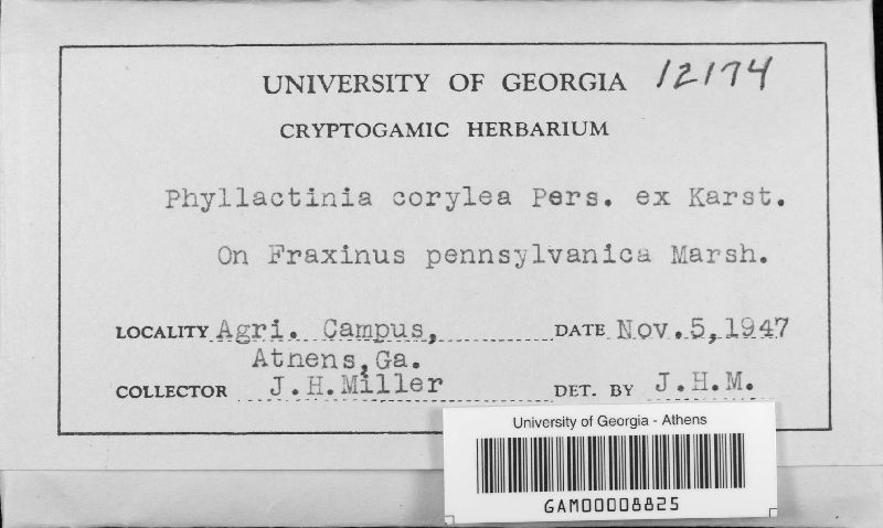 Phyllactinia guttata image
