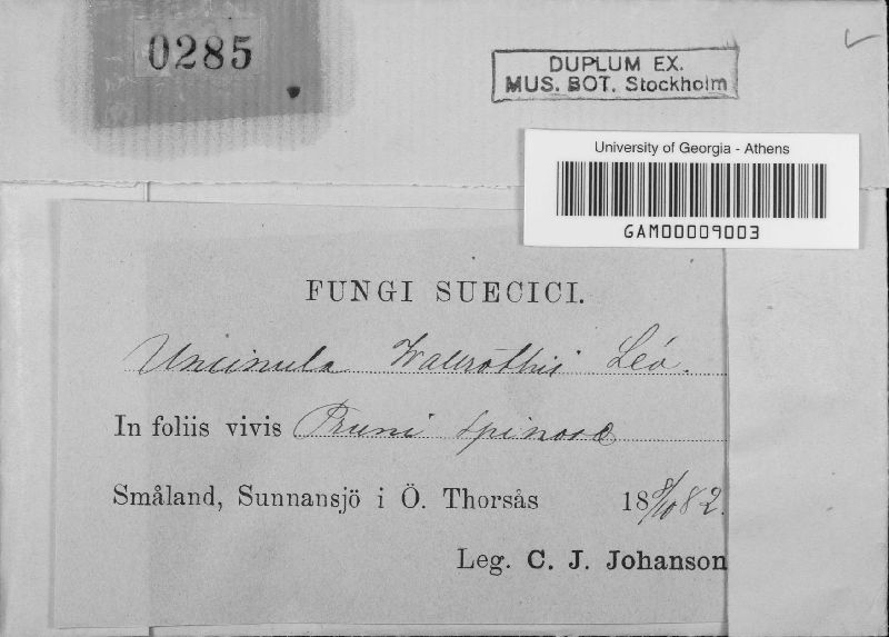 Uncinula wallrothii image