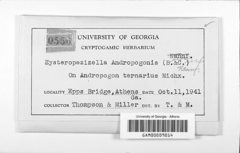 Hysteropezizella andropogonis image
