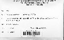 Image of Atropellis tingens