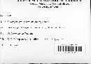 Belonopsis guestphalicum image