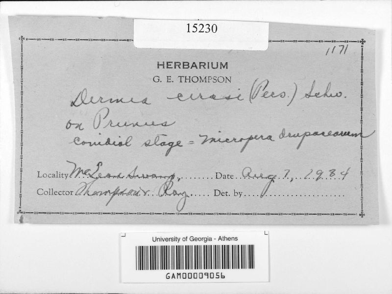 Dermea cerasi image