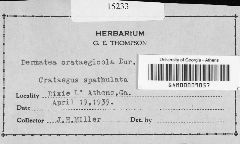 Dermatea crataegicola image