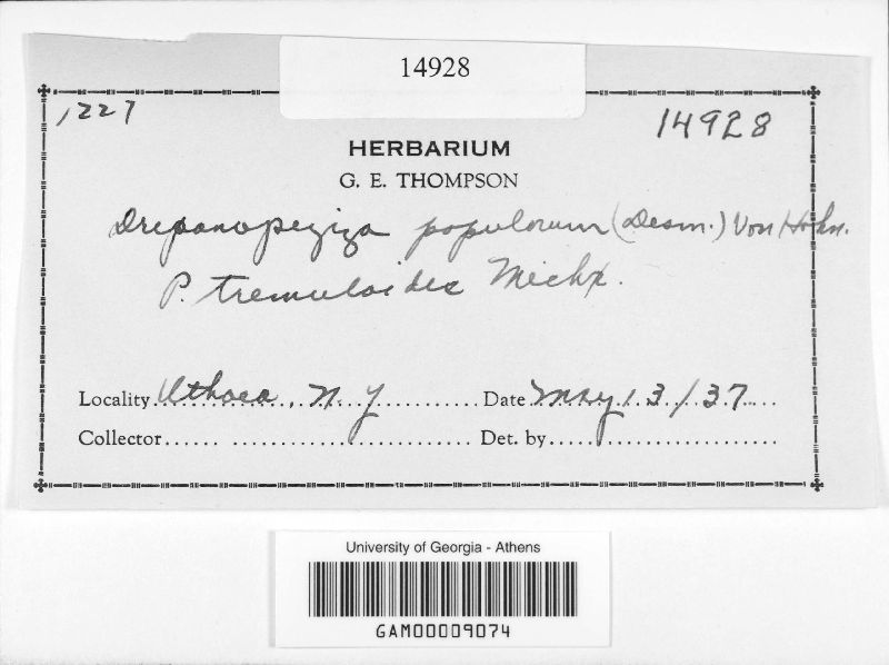 Drepanopeziza populorum image