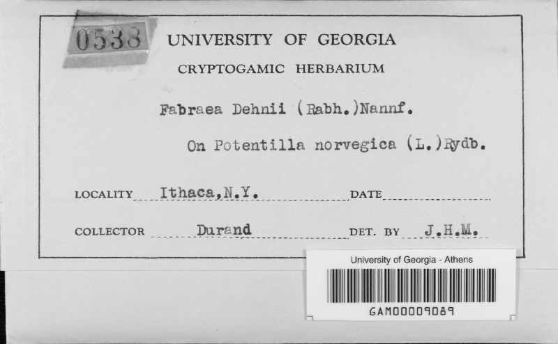 Fabraea dehnii image
