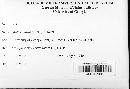 Mollisia atrata image
