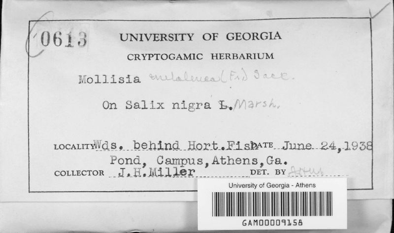 Mollisia melaleuca image
