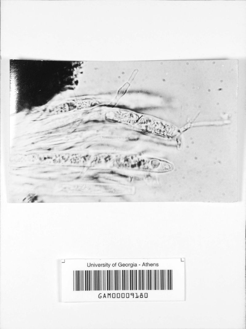 Neofabraea malicorticis image