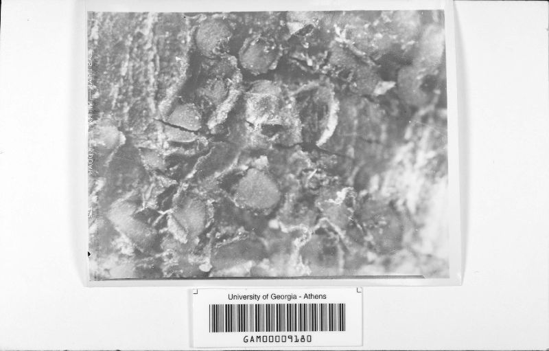 Neofabraea malicorticis image