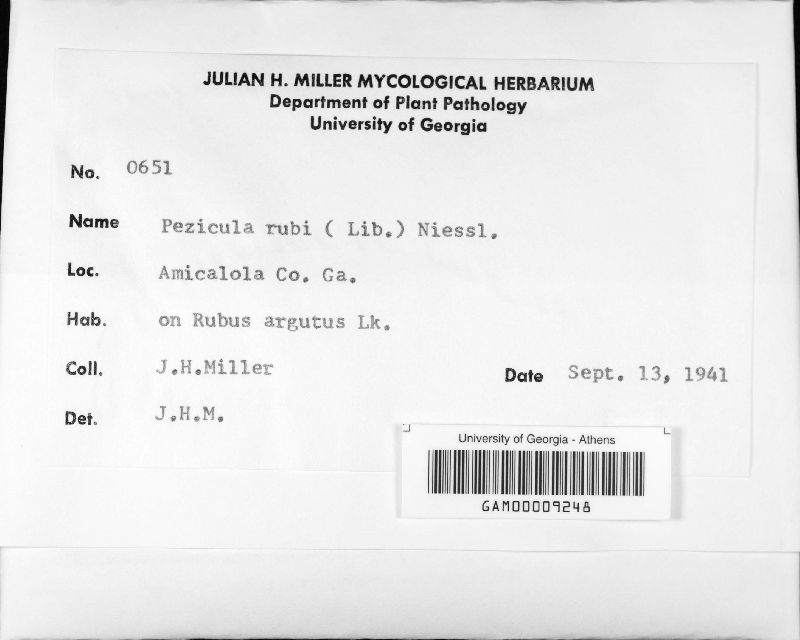 Pezicula rubi image