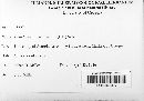 Pseudopeziza medicaginis image