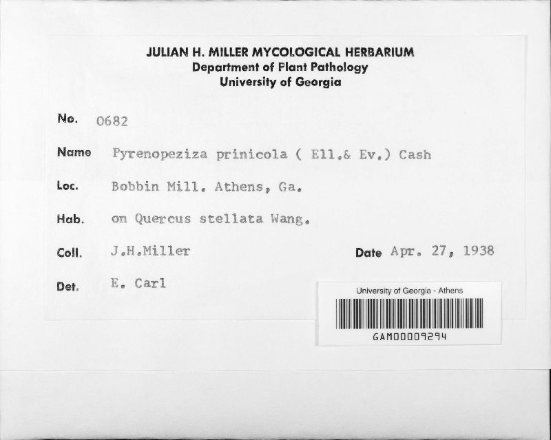 Pyrenopeziza prinicola image