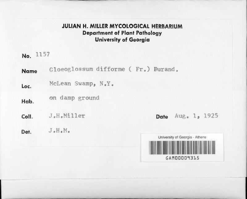 Gloeoglossum difforme image