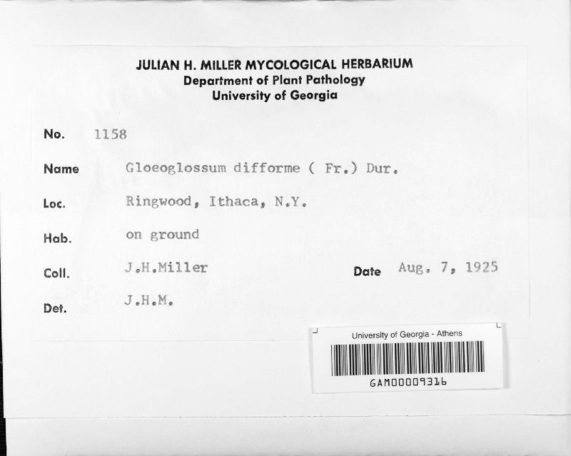Gloeoglossum difforme image