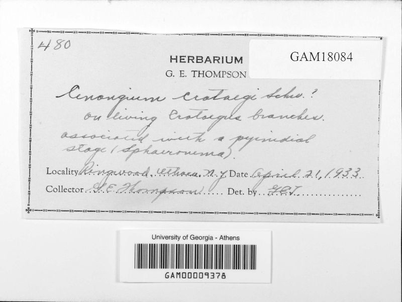 Cenangium crataegi image