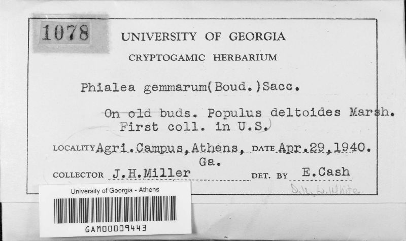 Gemmina image