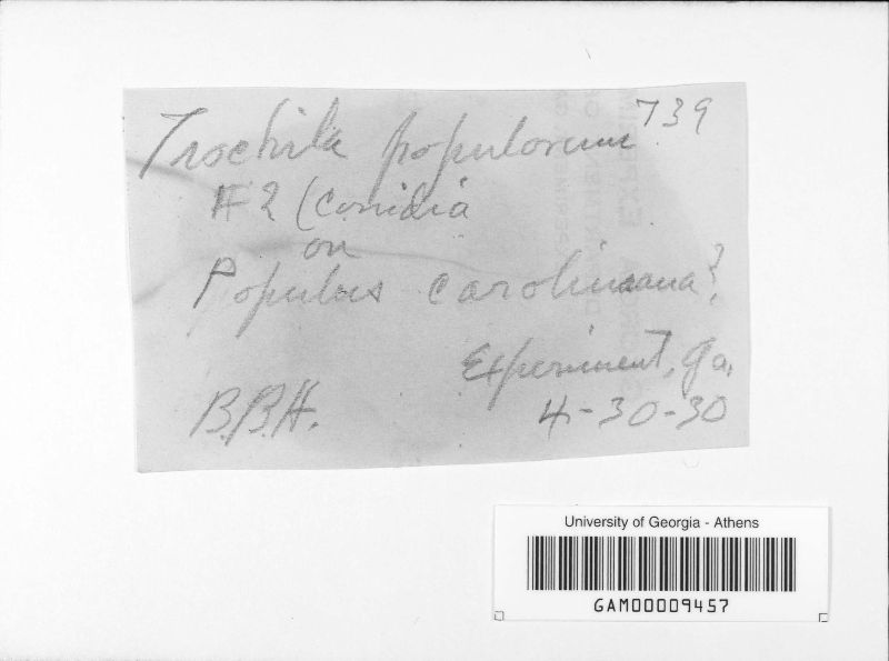 Drepanopeziza populorum image