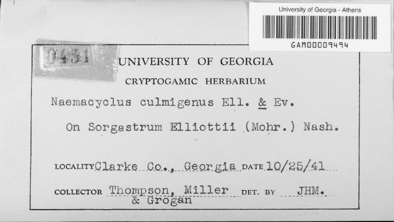 Naemacyclus culmigenus image