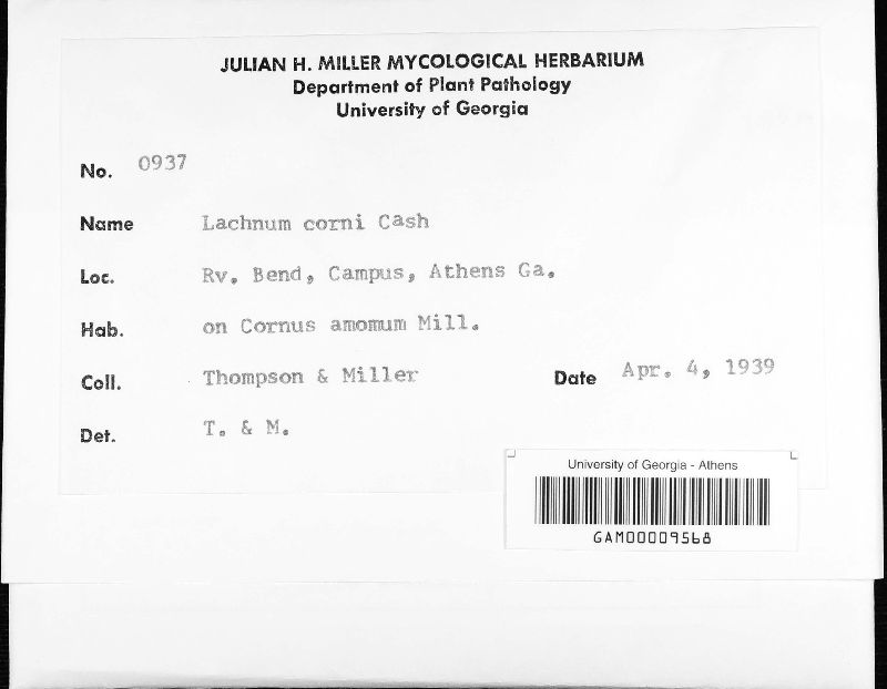 Lachnum corni image