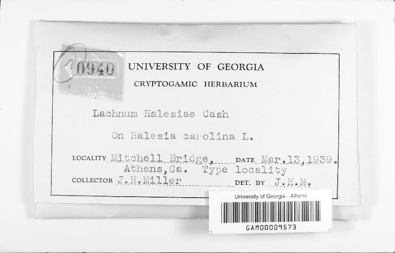 Lachnum halesiae image