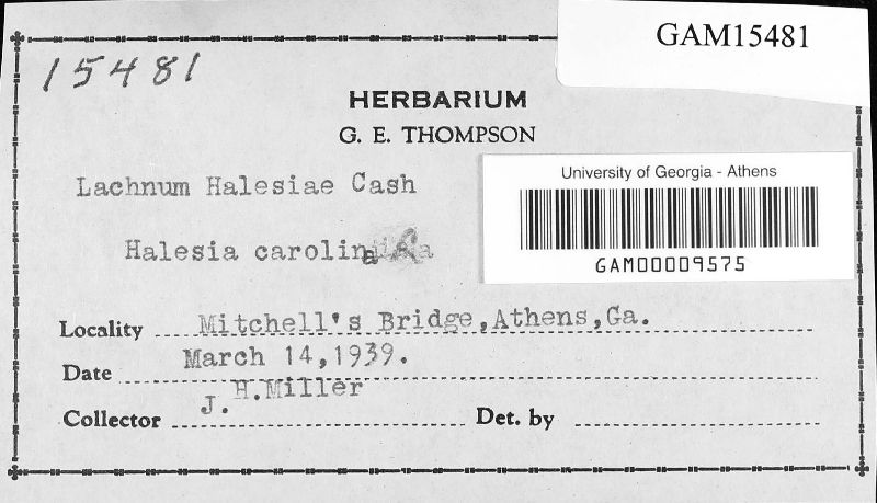 Lachnum halesiae image
