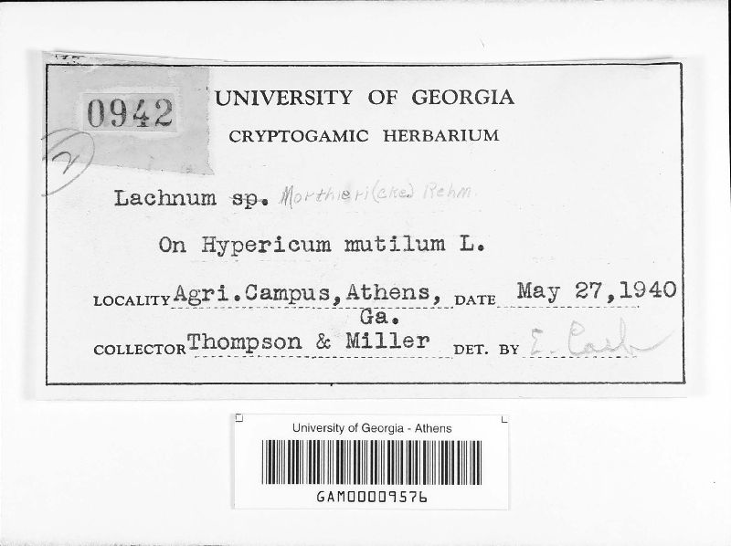 Lachnum morthieri image