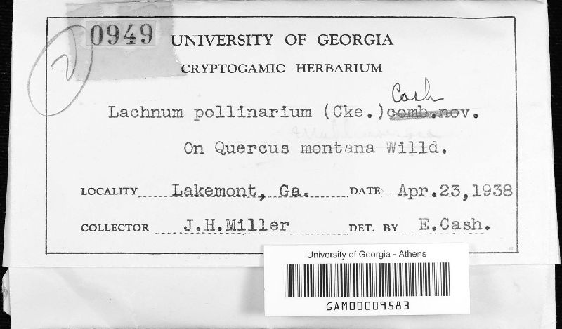 Lachnum pollinarium image