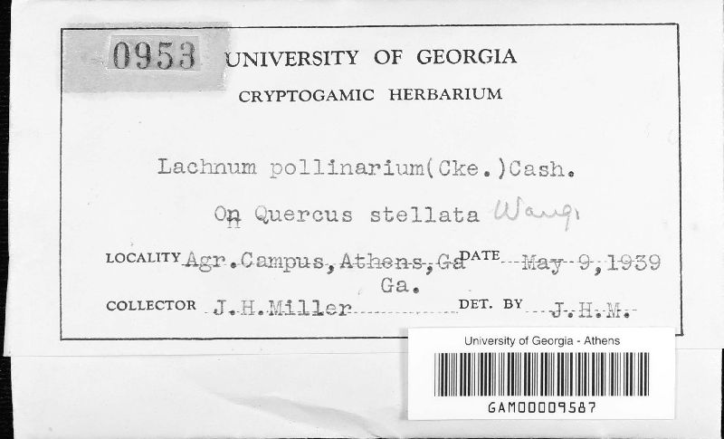 Lachnum pollinarium image