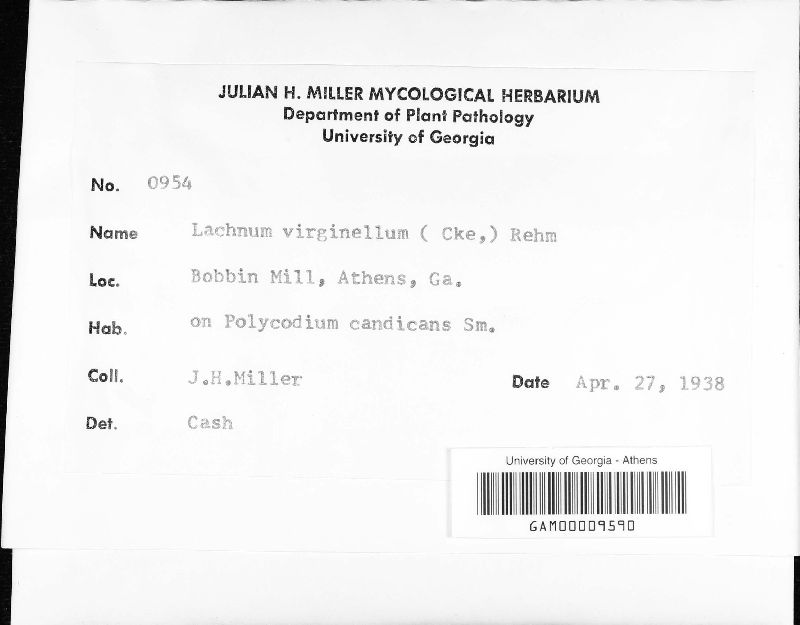 Lachnum virginellum image
