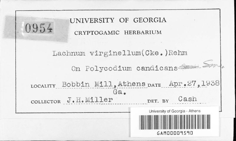 Lachnum virginellum image