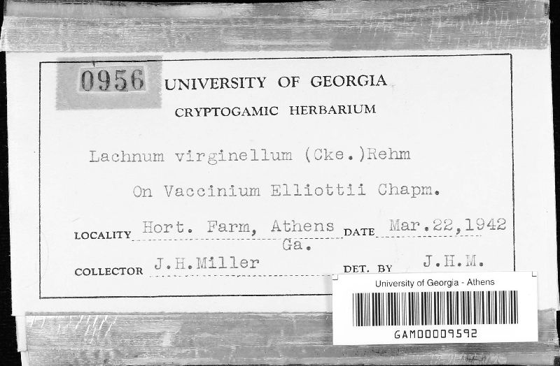 Lachnum virginellum image