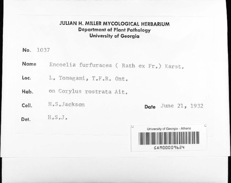 Encoelia furfuracea image