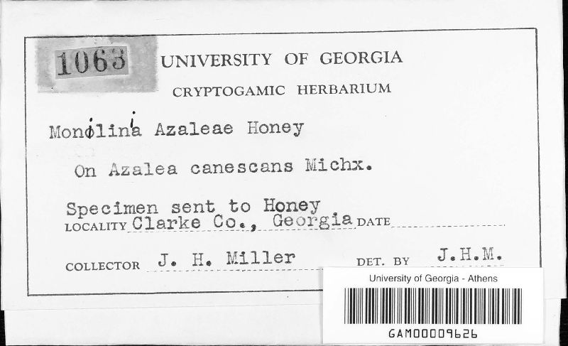Monilinia azaleae image