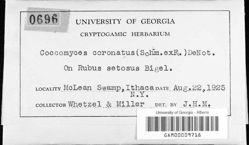 Coccomyces coronatus image