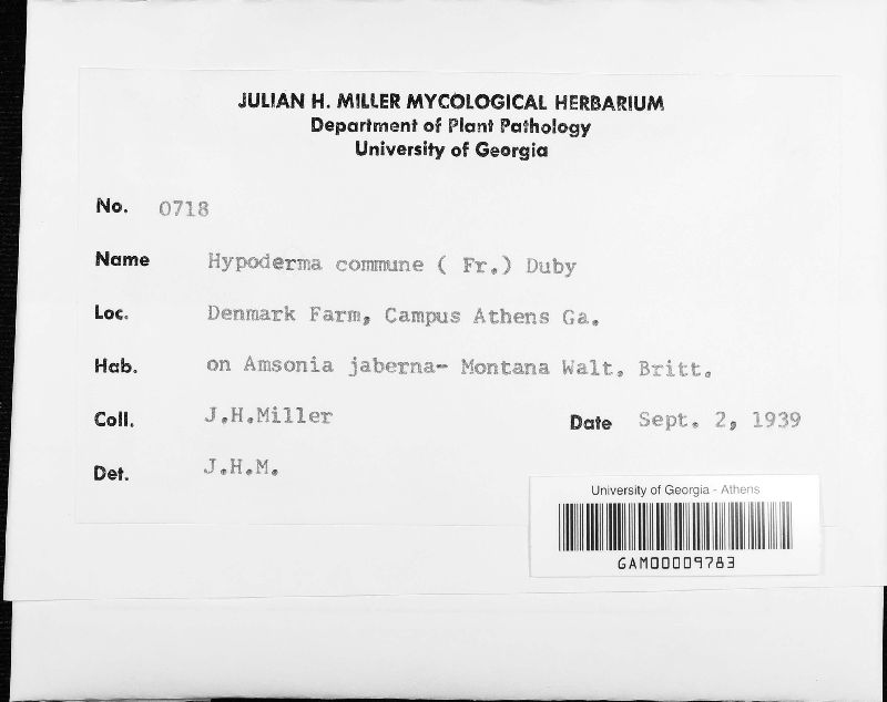 Hypoderma commune image