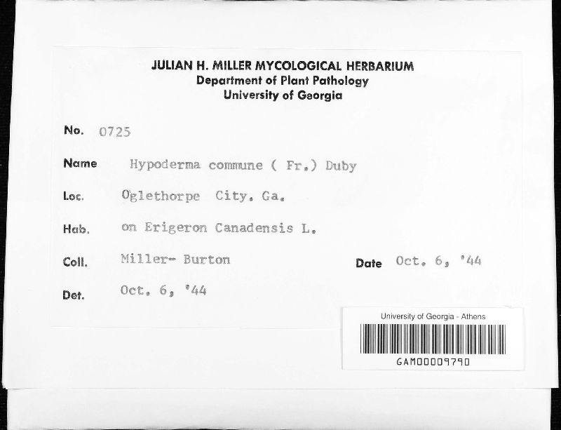 Hypoderma commune image