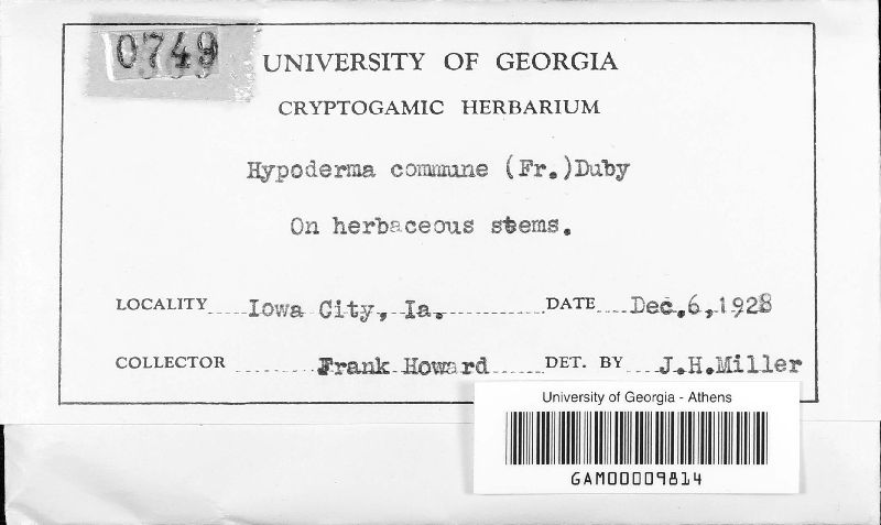 Hypoderma commune image